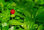 strawberry wild nature berry fruit plant red vitamins stock photo
