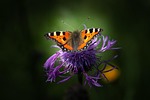 butterfly beautiful flowers flower wallpaper nature pollination little stock photo