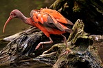 ibis eudocimus ruber scarlet red sickle plumage zoo stock photo