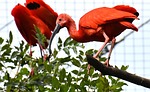 ibis eudocimus ruber scarlet red sickle plumage zoo stock photo