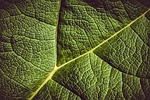 leaf mammoth giant rhubarb green gunnera manicata nature stock photo
