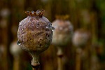 nature plant poppy seed capsule opium raindrop close stock photo
