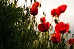 poppies flowers red petals beautiful bloom blossom flora stock photo