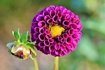 dahlia flower purple background bud petals bloom blossom stock photo