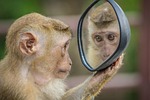 monkey mirror stare thinking brown think stock photo