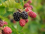 berry blackberries fruit food vitamins stock photo