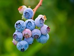 blueberries fruit growth vitamins nutrition healthy berries stock photo