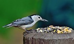 nuthatch white-breasted bird feeding wildlife niagara parks nature stock photo