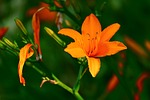 lily flower orange buds petals wallpaper beautiful flowers stock photo