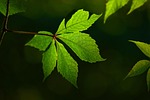 leaf vein pattern texture plant nature backlight leaves stock photo