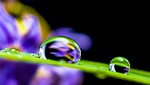 drop of water nature drip leaf grass blade stock photo
