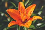 lily flower orange stamen wallpaper petals pistil bloom stock photo