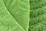 leaf mammoth giant rhubarb green gunnera manicata nature stock photo