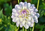 dahlia dahlias bud flower garden plant blossom bloom stock photo