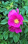 roses wild rose plant shrub dog pink ragusa stock photo