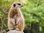 meerkat animal nature cute stock photo