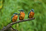 kingfisher nature branch stock photo
