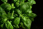 basil herb ingredient leaves nature aromatic taste culinary stock photo