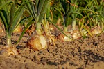 onion fields field leek vegetable garden row cultivation stock photo