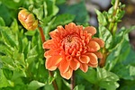 dahlia dahlias bud flower wallpaper garden plant blossom stock photo