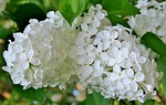 white lilac nature blossoms spring blossom branch stock photo