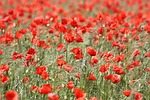 poppies beautiful flowers flower background field red wallpaper stock photo