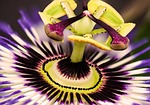 nature flowers passion flower passiflora blossom bloom pistils stock photo