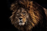 lion predator dangerous mane big cat masculine nature stock photo