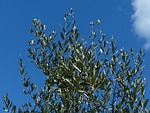 olive tree branch leaves olea europaea real oleaceae stock photo