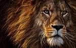 lion animal mammal predator mane wild species nature stock photo