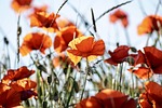 poppies flowers buds red beautiful flower wallpaper background stock photo