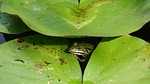 frog amphibian water lily peek a boo hide-and-seek stock photo