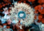 flower dandelion wildflower seeds background seed head nature stock photo