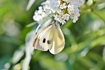 white ling beautiful flowers butterfly pollinate pollination insect stock photo