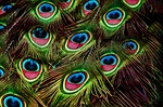 peacock feathers plumage pattern nature bird stock photo