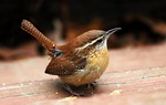 wren carolina bird nature wildlife brown birds stock photo