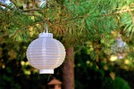 lampion tree nature garden light lamp decoration party stock photo