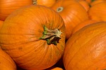 pumpkins fall harvest seasonal hd wallpaper windows free stock photo