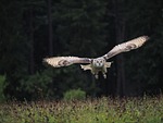 bird animal art owl siberian flight predator nature stock photo