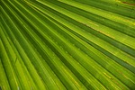 palm tree leaf james trees nature close up stock photo