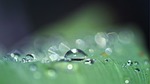 dewdrops free wallpaper desktop backgrounds mac water drops stock photo