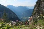 mountains flower background alpine austria landscape panorama mountain stock photo