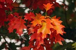 orange leaves autumn forest fall color nature october stock photo