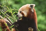 little panda red cat-bear bear cat ailurus fulgens stock photo