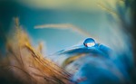 droplet feathers blue orange feather colorful still peaceful stock photo
