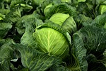 cabbage herb white nature cultivation vegetables healthy vitamins stock photo