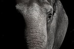 elephant zoo nature animal wildlife pachyderm stock photo