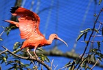 ibis eudocimus ruber scarlet red sickle plumage zoo stock photo