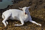 white goat nature kid animal ruminant mammal farm stock photo