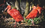 ibis eudocimus ruber scarlet red nature sickle plumage stock photo